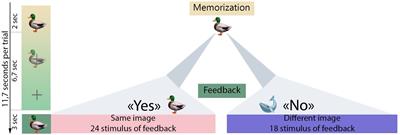 Yes or no? A study of ErrPs in the “guess what I am thinking” paradigm with stimuli of different visual content